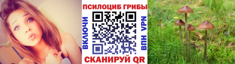 Галлюциногенные грибы Psilocybine cubensis Звенигово